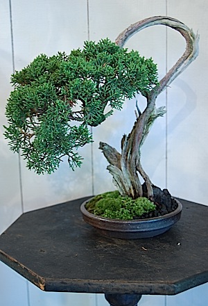 真柏✨　ねじり盆栽 盆栽・真柏 Bonsai Juniper – bonsailife686868